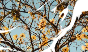 īƬ�����ֻ���