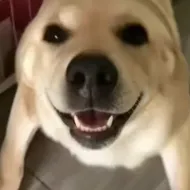 �󹷽���Ϸ������ư�(������ģ����Ϸ)